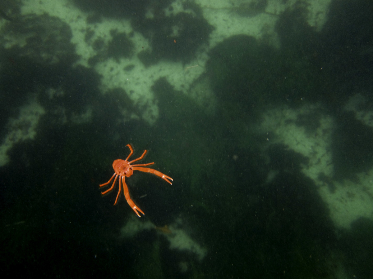 Snorkeling Snorkel San Diego