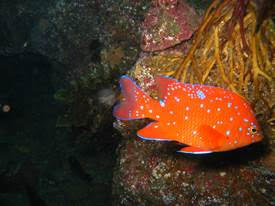 Juvenile Garibaldi born with solid blue solid orange body divided by a lateral line transition into these beautiful florescent blue spotted youngsters.