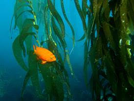 Adult Garibaldi in a stand of giant kelp.