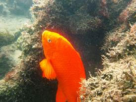 Male challenging an approaching diver to stay away from his algae patch.