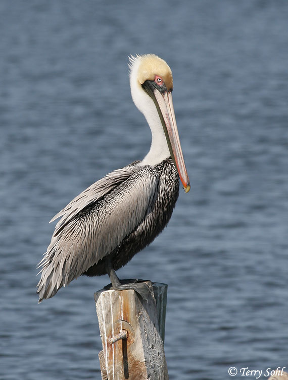 california brown pelican