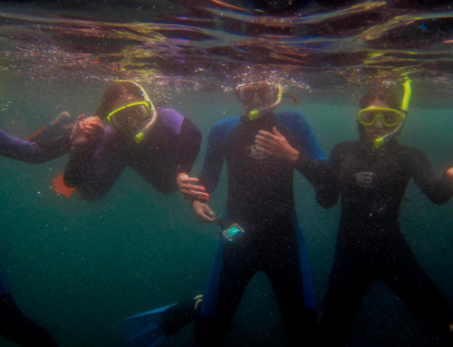 Why Choose a Guided Snorkeling Experience in San Diego?