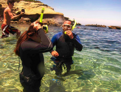 Are Guided Snorkeling Tours in San Diego Worth It?