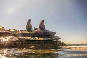 How to Spot Marine Wildlife Ethically While Snorkeling in San Diego