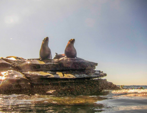 How to Spot Marine Wildlife Ethically While Snorkeling in San Diego