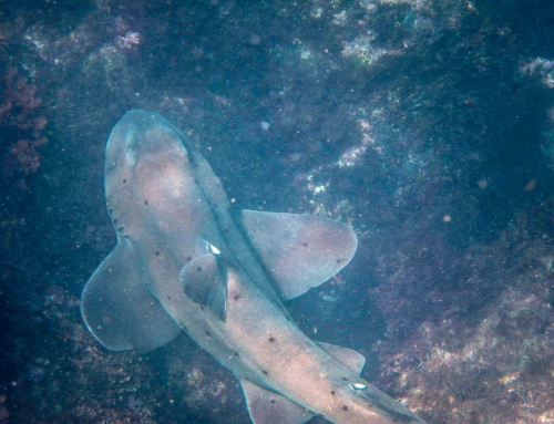 When to Plan Snorkeling Trips to Catch Leopard Shark Season at La Jolla Shores