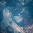 When to Plan Snorkeling Trips to Catch Leopard Shark Season at La Jolla Shore