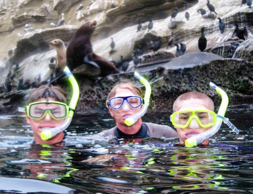 Why Joining a Snorkel Tour During Locals’ Summer Offers Better Conditions and Fewer Crowds