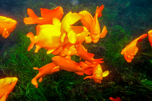 Why Visiting the San Diego‑La Jolla Underwater Park Enhances Your Snorkeling Adventure