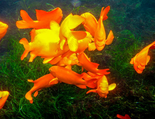Why Visiting the San Diego‑La Jolla Underwater Park Enhances Your Snorkeling Adventure