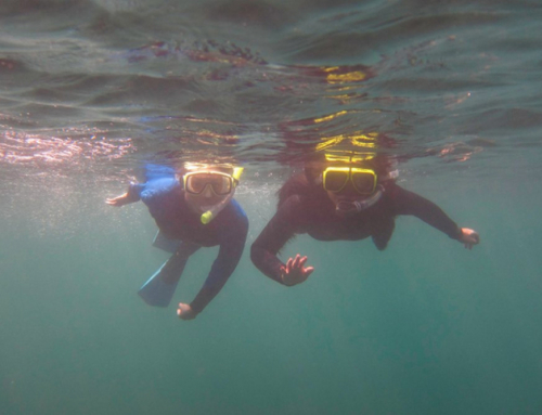 Why Guided Snorkeling Helps You See More Wildlife in La Jolla Cove and Sea Caves