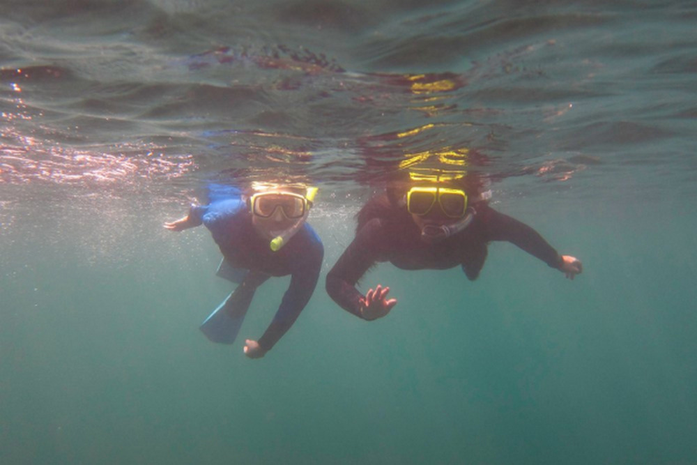 Why Guided Snorkeling Helps You See More Wildlife in La Jolla Cove and Sea Caves