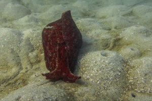 What Marine Life Can You See During a La Jolla Cove Snorkeling Tour?