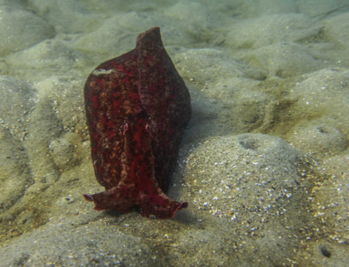 What Marine Life Can You See During a La Jolla Cove Snorkeling Tour?