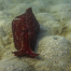 What Marine Life Can You See During a La Jolla Cove Snorkeling Tour?