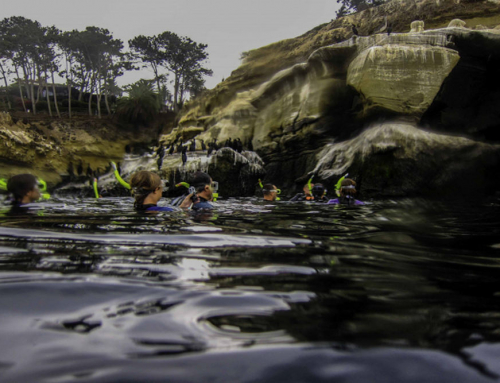 Why Guided Snorkeling Tours Are Better for First-Time Snorkelers in San Diego